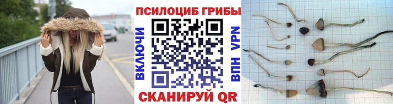 где можно купить наркотик  Болотное  Галлюциногенные грибы Psilocybe 
